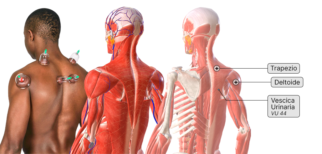 3D-Human-Anatomy-Coppettazione-Istituto-ATS