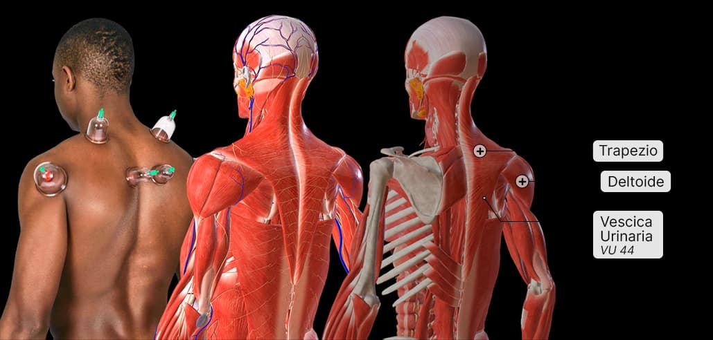 3D-Human-Anatomy-Coppettazione-Istituto-ATS